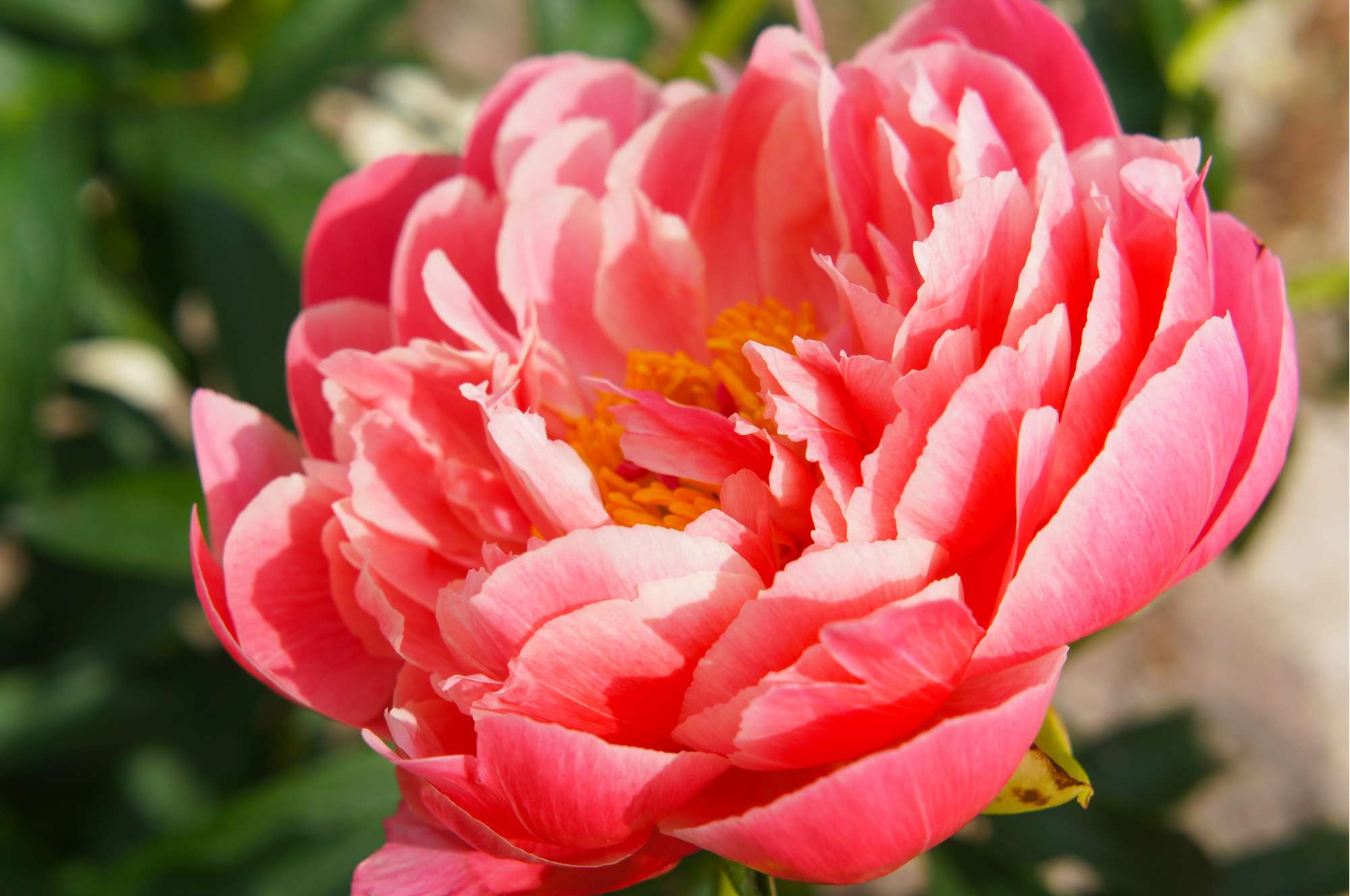 Pfingstrose 'Coral Sunset'